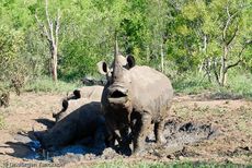 Breitmaulnashorn (16 von 28).jpg